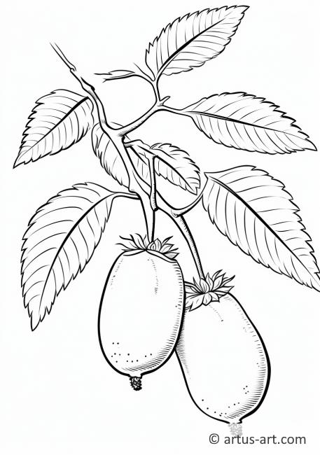 Kiwi Fruit on a Tree Branch Coloring Page